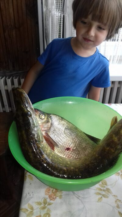 Northern Pike, 1.0 kg