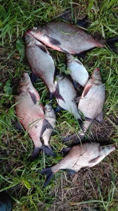 Carp bream ×8 — Lamėstas
