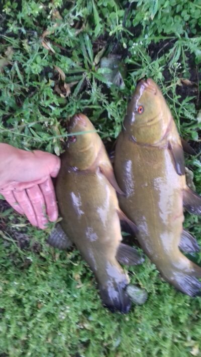 Tench ×2