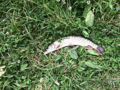 Northern Pike — Tulnikių
