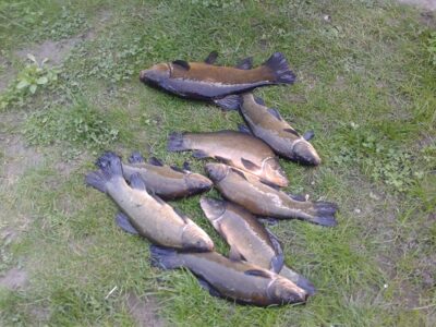 Tench ×8