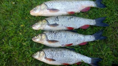 chub, 0.5 kg