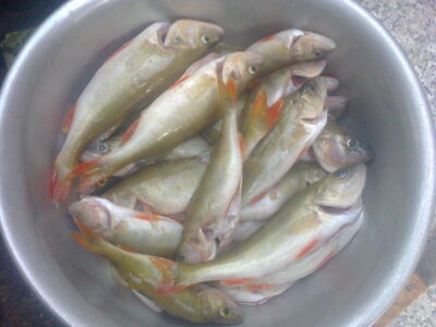 Eurasian perch ×27 — Kretuonas
