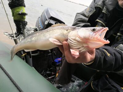 Pike perch, 1.0 kg — Kuršių