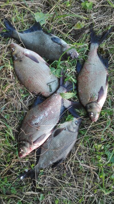 Carp bream ×5 — Lamėstas