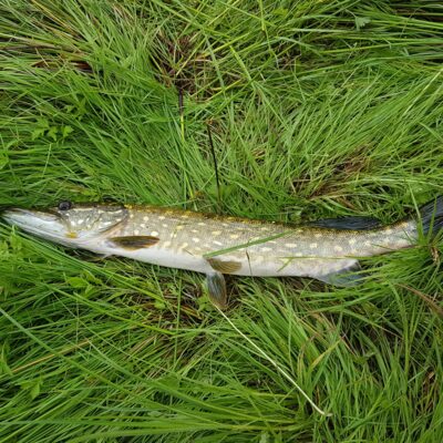 Northern Pike