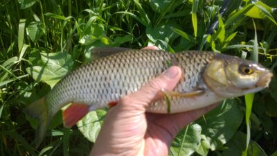 chub, 0.6 kg