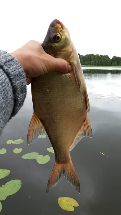 Carp bream ×2