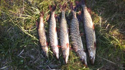 Northern Pike ×12