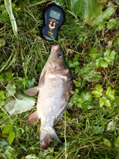Mirror carp, 0.8 kg — Kelpšaičių