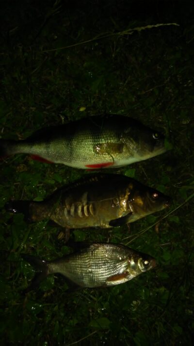 Mirror carp, 0.7 kg — Ekrano gamyklos