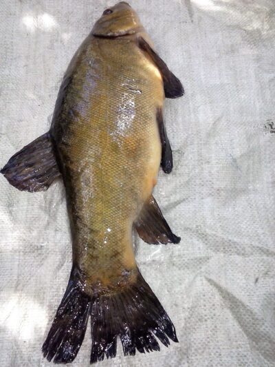 Tench, 1.3 kg