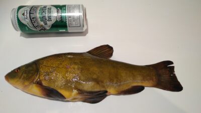 Tench, 0.8 kg