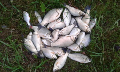 Prussian carp