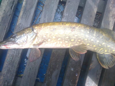 Northern Pike ×2 — Ilgis