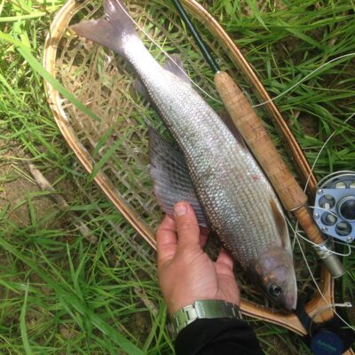 Grayling, 0.7 kg