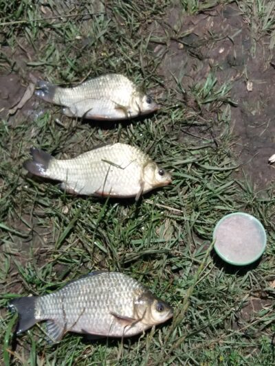 Sidabrinis karosas ×3