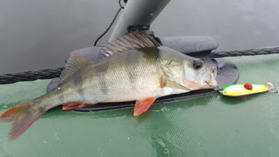 Eurasian perch