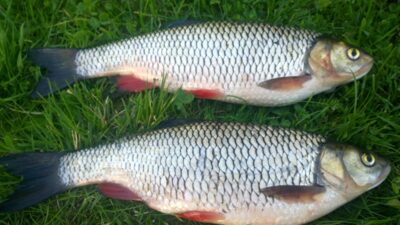 chub, 0.7 kg