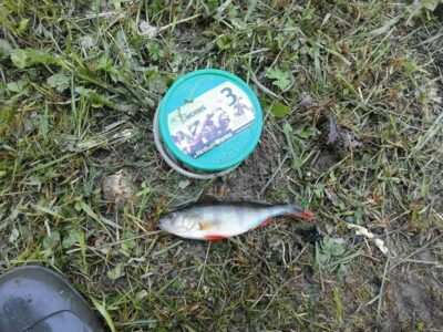Eurasian perch — Mūša