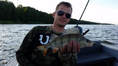 Eurasian perch, 0.5 kg