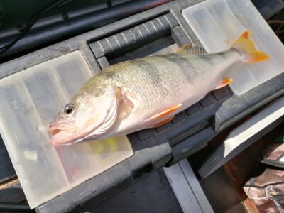 Eurasian perch, 0.6 kg — Kuršių