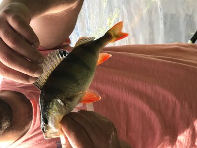 Eurasian perch — Ildikas