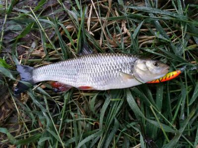 chub, 0.4 kg — Neris River