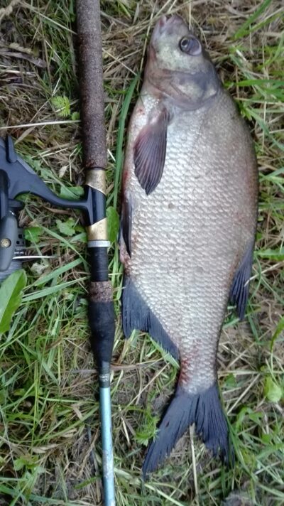 Carp bream, 2.0 kg — Lamėstas