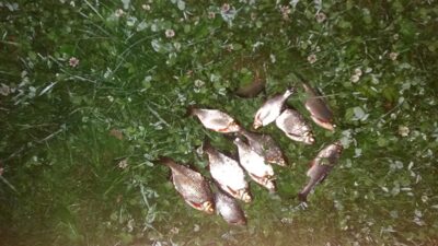 Carp bream ×10