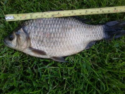 Prussian carp