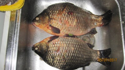 Prussian carp, 1.3 kg