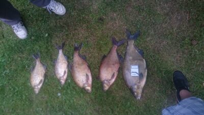 Carp bream, 3.1 kg — Ūkojas
