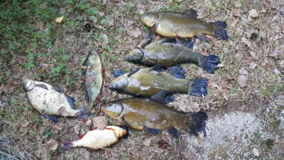 Tench ×4 — Sartai