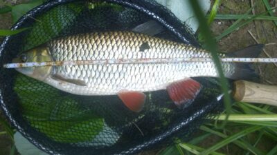 chub, 0.6 kg