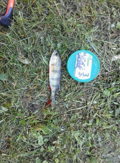 Eurasian perch, 0.2 kg — Mūša