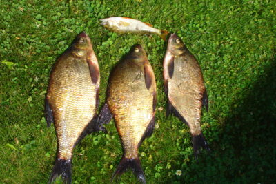 Carp bream ×3 — Gondingos HE