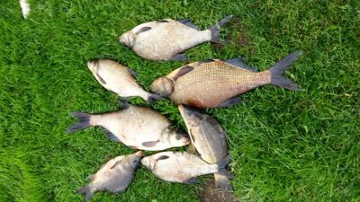 Carp bream ×5 — Žąslių