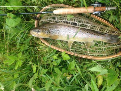 Brown Trout, 1.1 kg