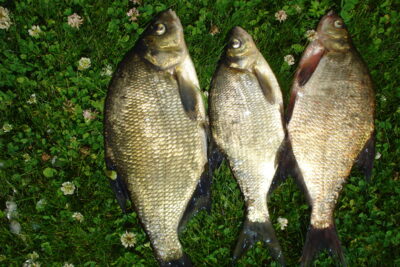 Carp bream ×3 — Gondingos HE