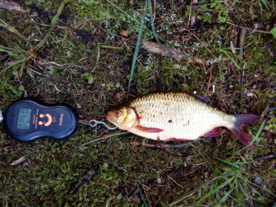 Rudd, 0.3 kg — Kelpšaičių