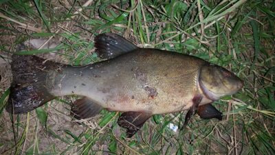 Tench, 1.1 kg — Neprėkšta