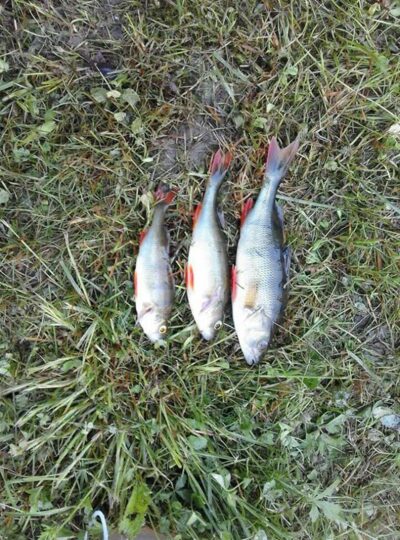 Eurasian perch ×3 — Mūša