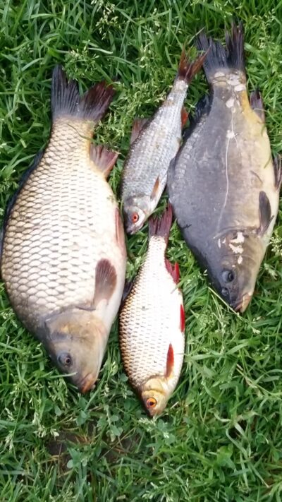 Mirror carp ×2 — Žąslių