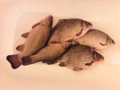 Prussian carp ×5 — Karklėnų