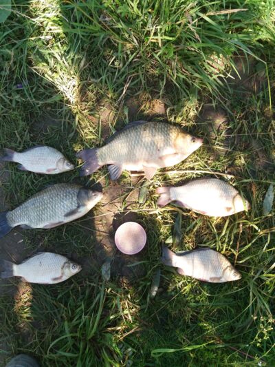 Prussian carp, 1.0 kg — Garliavos I-asis