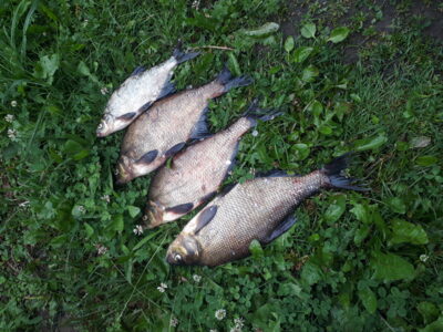 Carp bream ×4