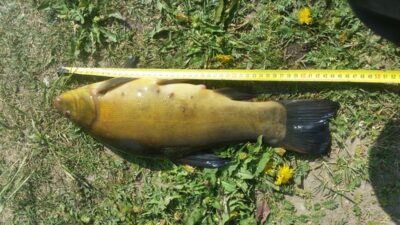 Tench, 1.5 kg