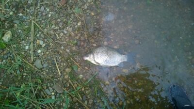 Prussian carp, 1.2 kg — Швента