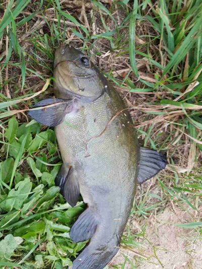 Tench, 2.7 kg